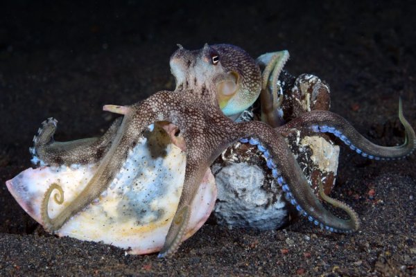 Kraken tor onion