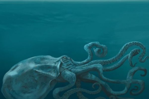 Найдется все kraken 2krn cc